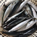 Beste Qualität der gesamten runden gefrorenen Makrele Fischverkauf